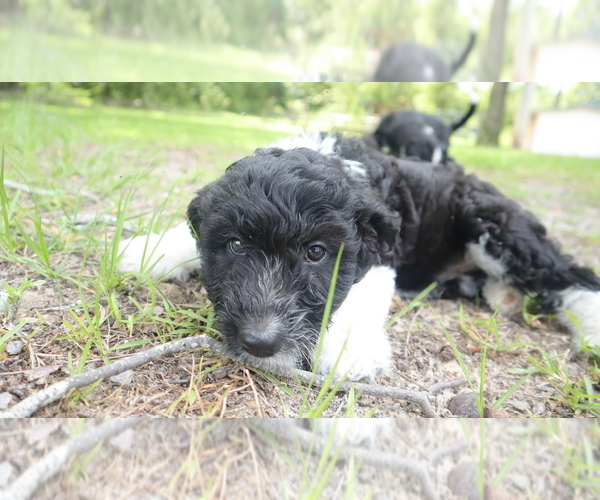 Medium Photo #4 Aussiedoodle Puppy For Sale in CONWAY, SC, USA