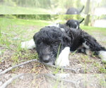Small #3 Aussiedoodle