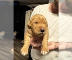 Puppy Light pink Golden Retriever