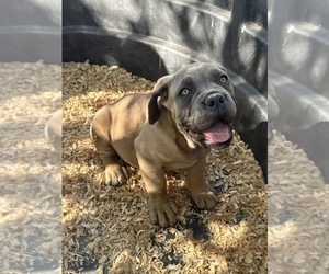 Cane Corso Puppy for Sale in KERMAN, California USA