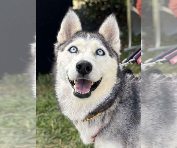 Medium Photo #1 Siberian Husky Puppy For Sale in Matawan, NJ, USA