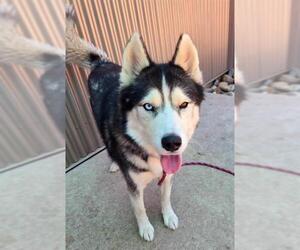 Siberian Husky Dogs for adoption in Sacramento, CA, USA