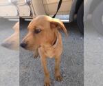 Small #3 Labrador Retriever
