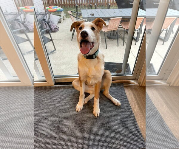Medium Photo #13 Australian Shepherd-Unknown Mix Puppy For Sale in Germantown, OH, USA