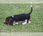 Small #5 Basset Hound