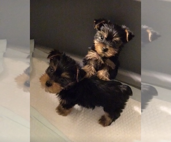 Medium Photo #2 Yorkshire Terrier Puppy For Sale in GILBERT, AZ, USA