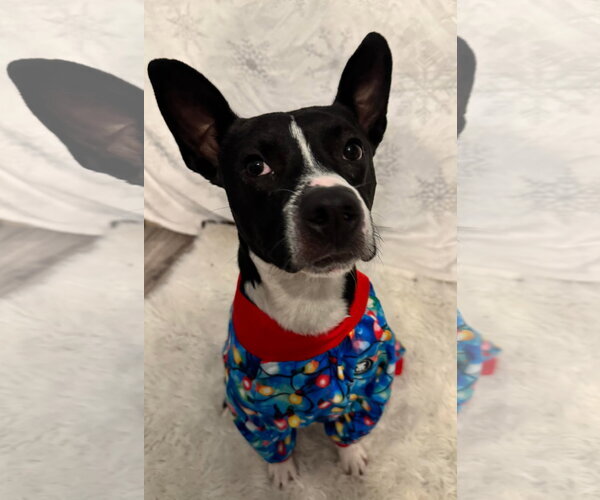 Medium Photo #14 American Pit Bull Terrier-Unknown Mix Puppy For Sale in Germantown, OH, USA