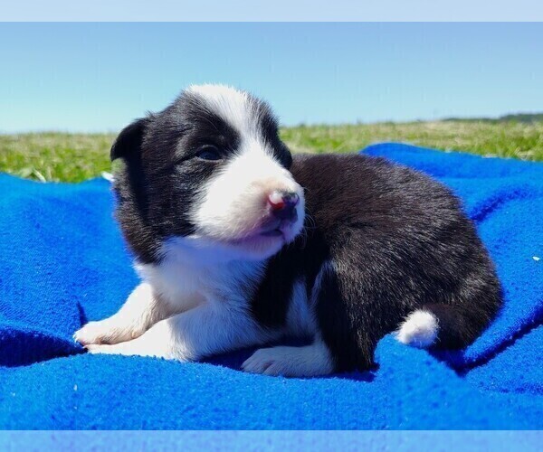 Medium Photo #108 Border Collie Puppy For Sale in NORBORNE, MO, USA