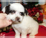 Small Photo #6 Havanese Puppy For Sale in HAMMOND, IN, USA