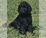 Small Photo #17 Goldendoodle Puppy For Sale in TARBORO, NC, USA