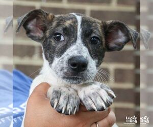 Mutt Dogs for adoption in Washington, DC, USA