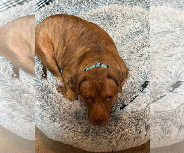 Medium Photo #11 American Pit Bull Terrier-Labrador Retriever Mix Puppy For Sale in Princeton, MN, USA