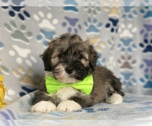 Havanese Puppy for sale in LANCASTER, PA, USA