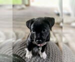 Small #1 Mutt