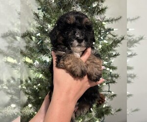 Poodle (Miniature)-Sheepadoodle Mix Puppy for sale in LOUISVILLE, OH, USA