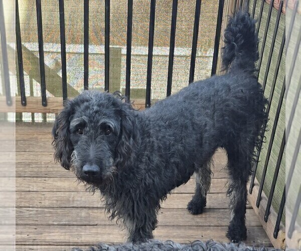 Medium Photo #3 Labradoodle Puppy For Sale in CHICAGO, IL, USA