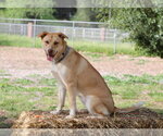 Small #2 Siberian Husky Mix