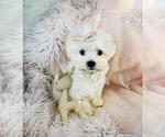Small Maltese