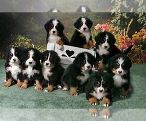 Bernese Mountain Dog Puppy for sale in HUDSON, MI, USA