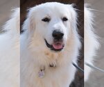 Small Photo #43 Great Pyrenees Puppy For Sale in Spring, TX, USA