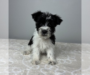Schnauzer (Miniature) Puppy for sale in FRANKLIN, IN, USA