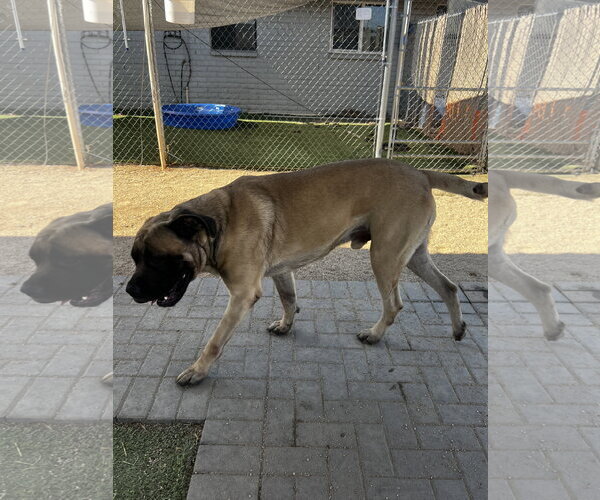 Medium Photo #7 Mastiff Puppy For Sale in Goodyear, AZ, USA