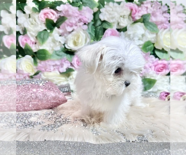 Medium Photo #58 Maltese Puppy For Sale in HAYWARD, CA, USA