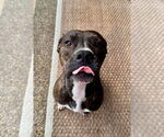 Small #2 Boxer Mix