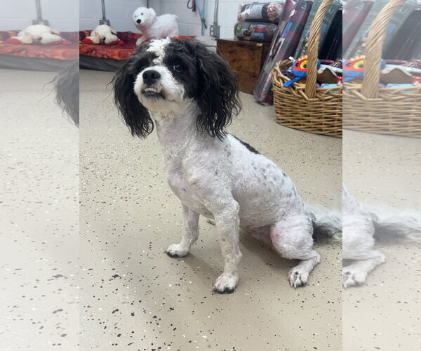 Medium Photo #2 Shih Tzu-Unknown Mix Puppy For Sale in York, SC, USA