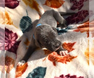 Great Dane Puppy for sale in ALVARADO, TX, USA