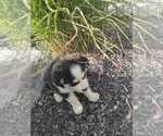 Small Photo #3 Siberian Husky Puppy For Sale in AUBURN, NY, USA