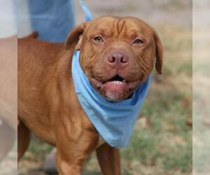 American Bulldog-Unknown Mix Dogs for adoption in San Antonio, TX, USA