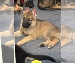 Puppy Pink collar German Shepherd Dog