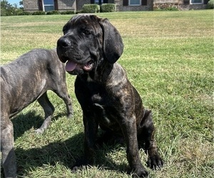 Cane Corso Puppy for sale in WEATHERFORD, TX, USA