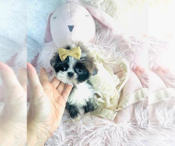 Medium Photo #4 Shih Tzu Puppy For Sale in TAMPA, FL, USA