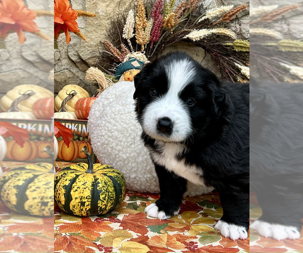 Medium Photo #4 Bordernese Puppy For Sale in LATROBE, PA, USA
