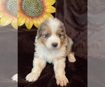 Small Photo #5 Australian Shepherd Puppy For Sale in EUSTIS, FL, USA