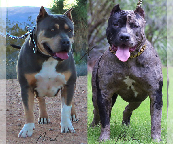 Medium Photo #2 American Bully Puppy For Sale in PALMDALE, CA, USA