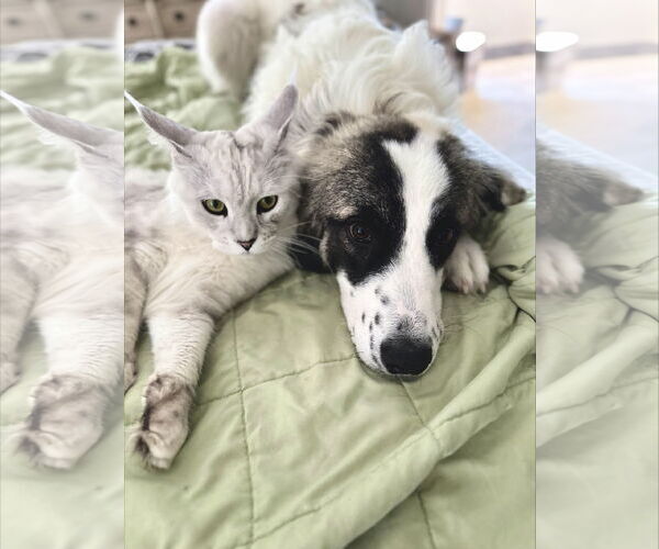 Medium Photo #8 Great Pyrenees Puppy For Sale in Spring, TX, USA