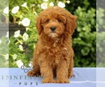 Small #2 Cavapoo