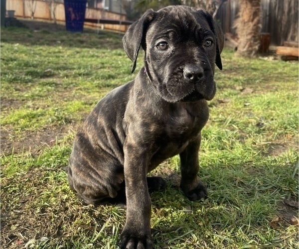 Medium Photo #1 Cane Corso Puppy For Sale in KENT, WA, USA