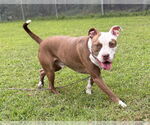 Small #1 American Pit Bull Terrier Mix