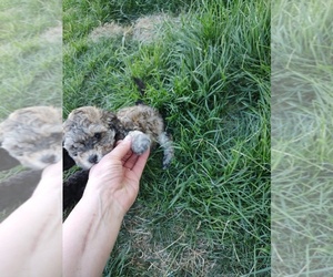 Maltipoo Puppy for sale in COALVILLE, UT, USA