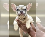 Small #1 French Bulldog
