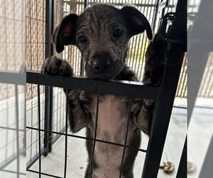 Labrador Retriever-Unknown Mix Dogs for adoption in Palmetto, FL, USA