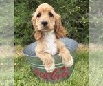 Small #2 Cocker Spaniel