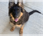 Small #16 German Shepherd Dog