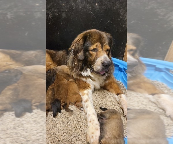 Medium Photo #1 Tibetan Mastiff Puppy For Sale in MONUMENT, CO, USA