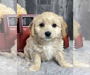 Cavalier King Charles Spaniel-Poovanese Mix Puppy for sale in CANOGA, NY, USA