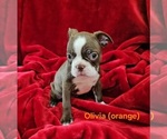 Puppy Olivia orange Boston Terrier